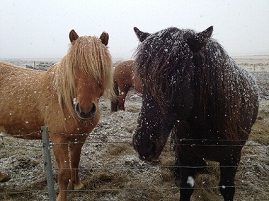 Health issues in horses due to snow