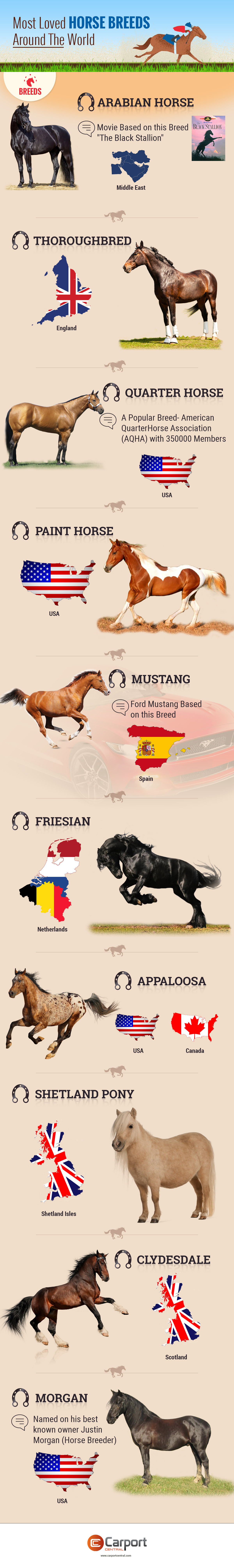 Most-Loved-Horse-Breeds-Around-The-World