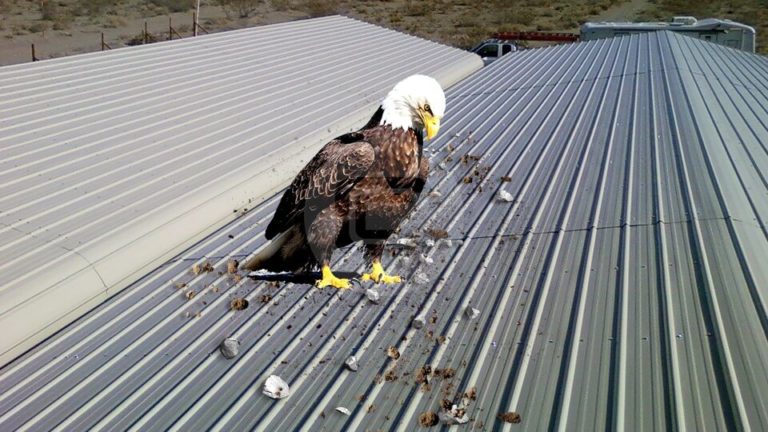 Eagles & Buildings – Prevent Your Carport From Becoming a Nesting Ground
