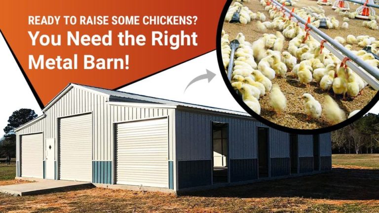 Ready to Raise Some Chickens? You Need the Right Metal Barn!